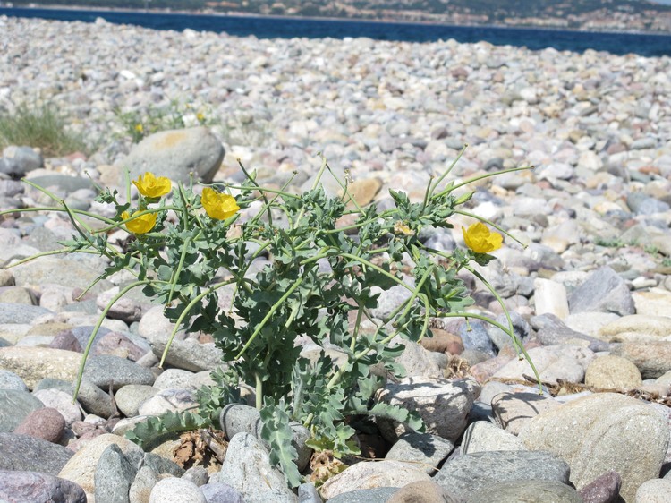 Glaucium flavum